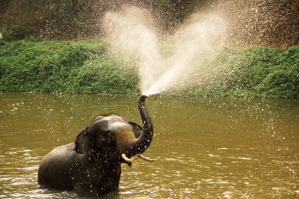 baby elephant spraying water in an elephant sanctuary