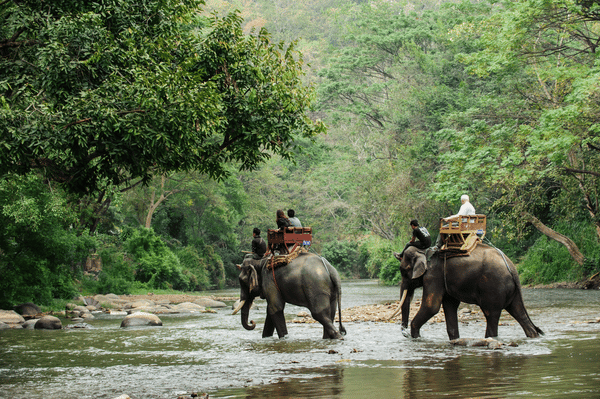 elephant trekking taking a stroll through a shallow river