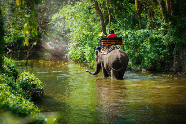 elephant trekking tour taking place in North Thailand