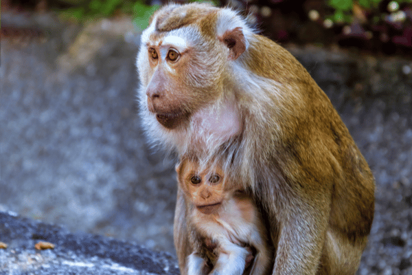 a female monkey cuddling her baby