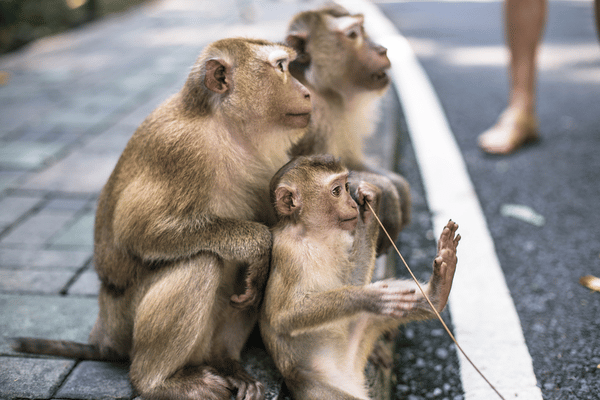 monkeys sitting on a footpath as people walk by on Monkey Hill