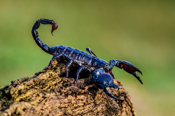 a Thailand scorpion standing ominously on a rock