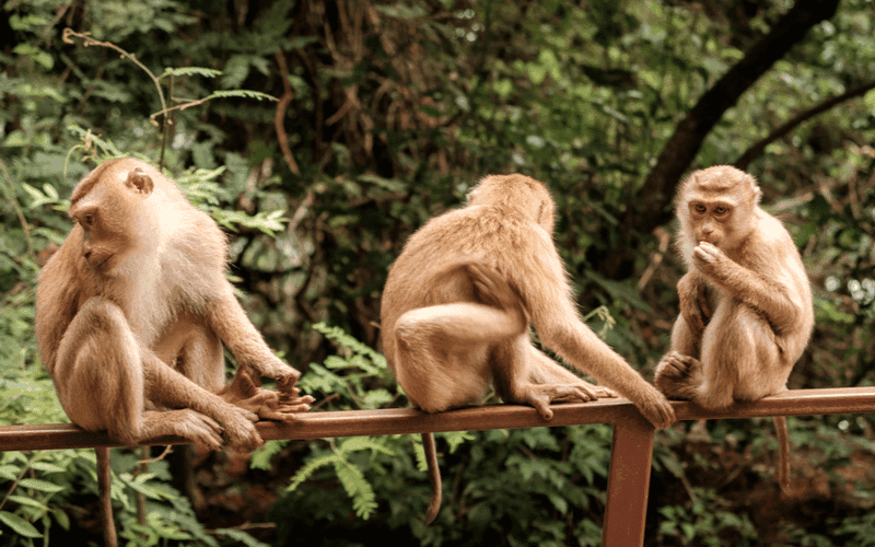 Monkey Hill Phuket