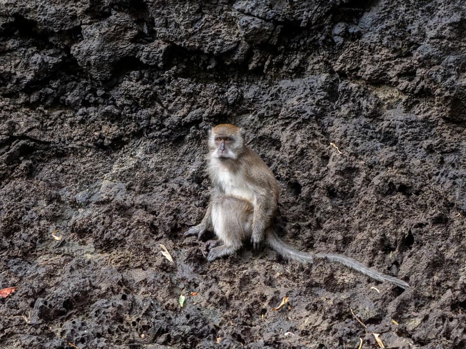 How We Visit Monkey Beach on Our Phi Phi Islands Tour