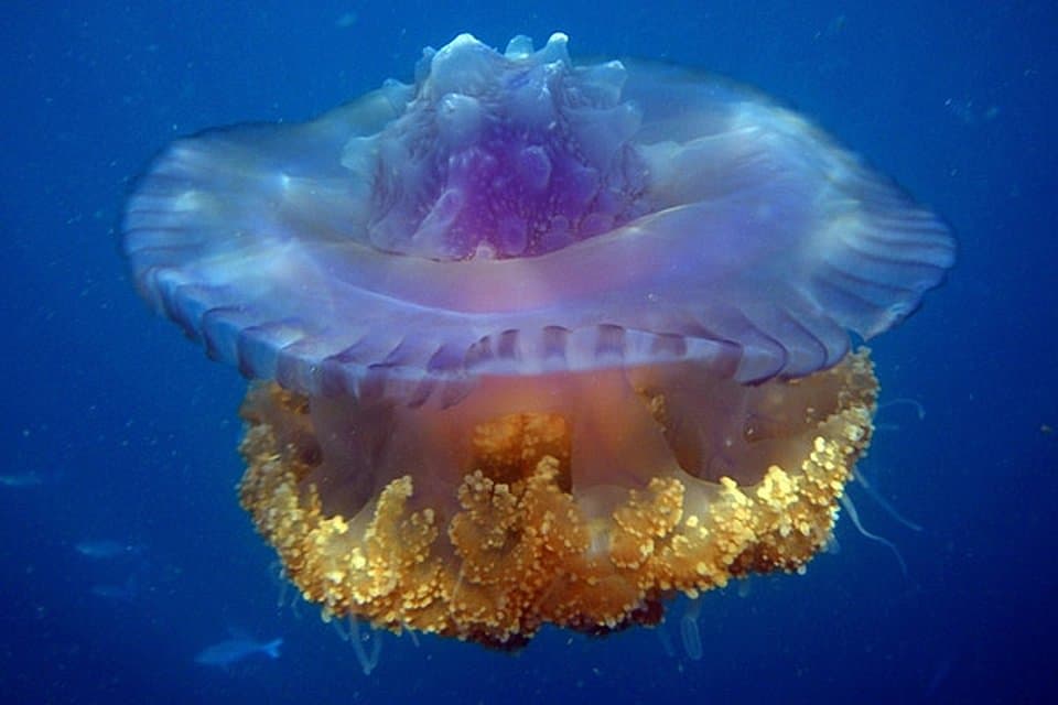 Dangerous Animals in Thailand: A Phuket Captain’s Safety Guide