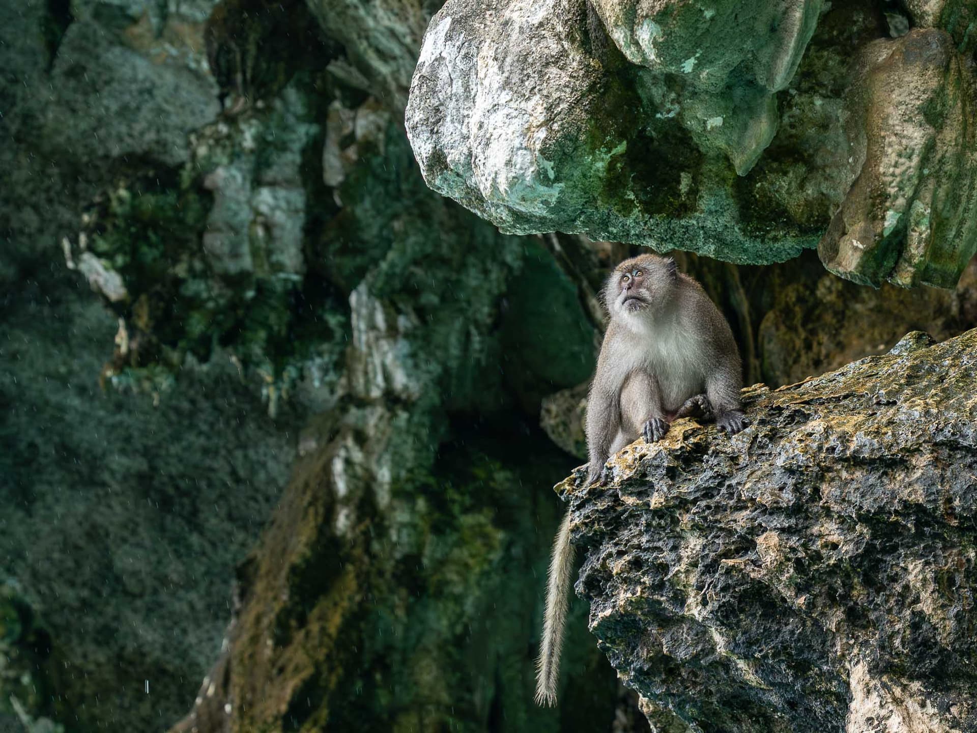 Monkey Beach