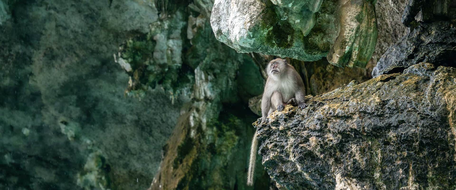 Monkey Beach