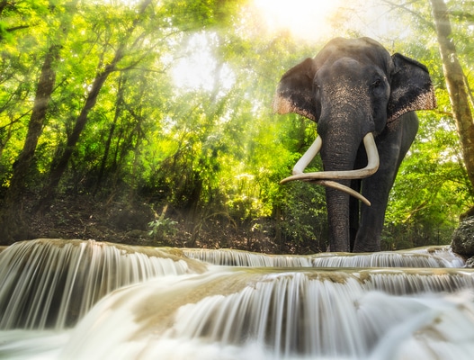 A large male elephant wanders into a Phuket stream