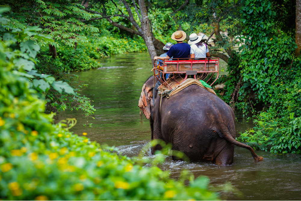 Elephant Trekking Phuket - Simba Sea Trips