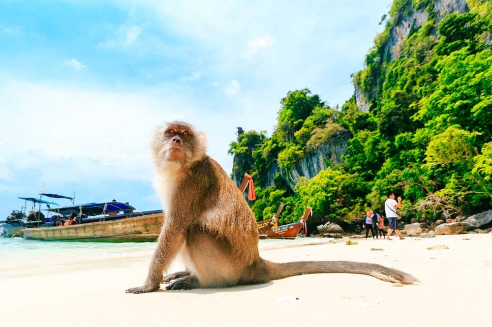 The famous Monkey Beach, Thailand | Thailand Must Visit-1