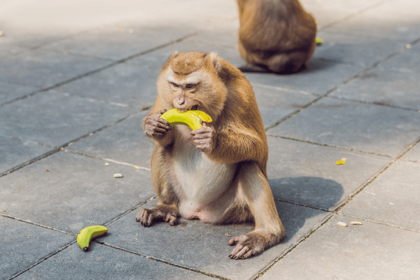 A monkey eating a banana fed to it on Monkey Hill