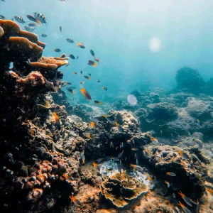 A vibrant underwater scene with colorful coral reefs and a variety of fish swimming around.