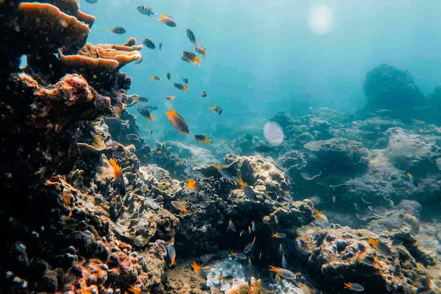 A vibrant underwater scene with colorful coral reefs and a variety of fish swimming around.