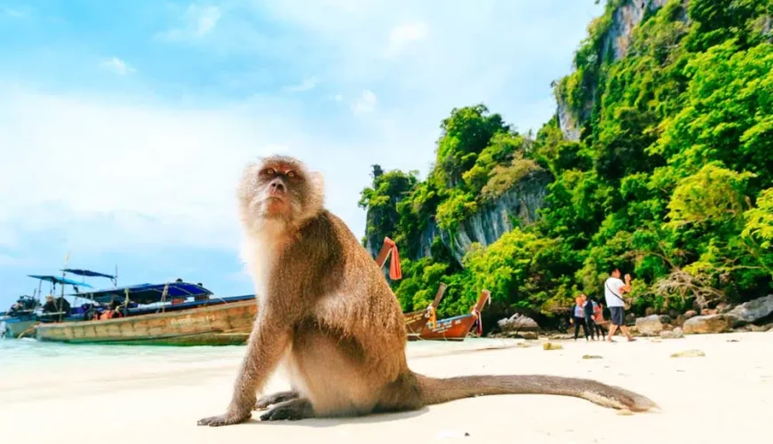 The famous Monkey Beach, Thailand | Thailand Must Visit