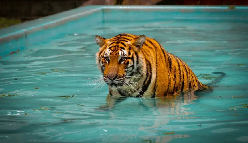 The Unique Tiger Kingdom in Phuket