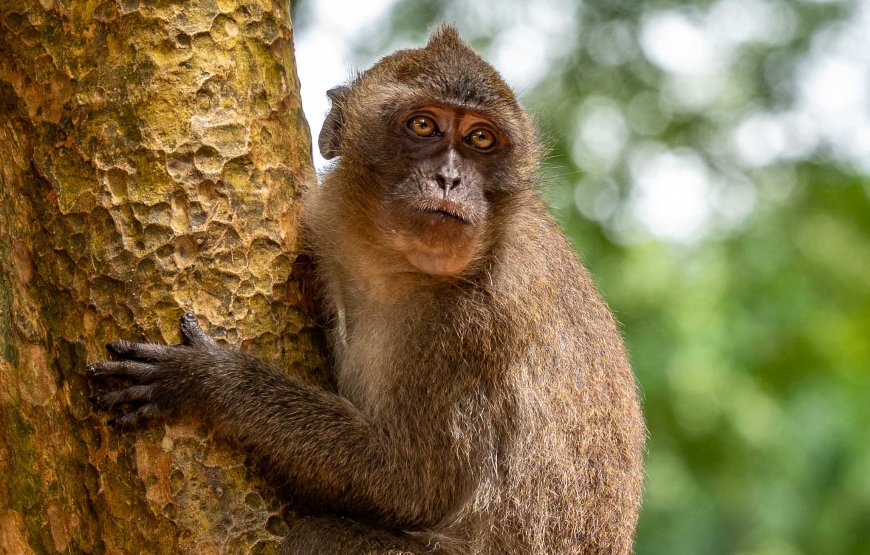 Phang Nga Bay Speedboat Sunset Cruise