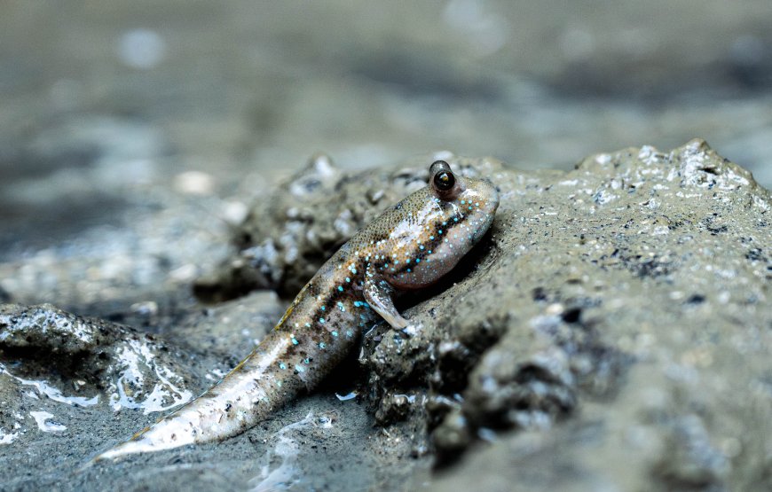 Phang Nga Bay Speedboat Sunset Cruise