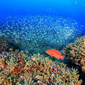 a clown fish navigates the corals at similan islands