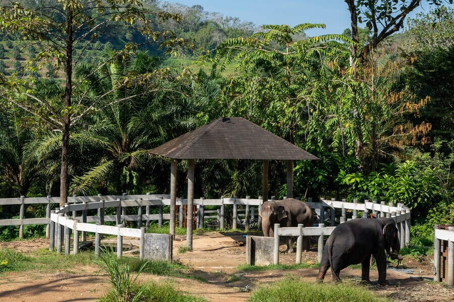 Phuket’s Elephant Sanctuaries – Which Are the Most Ethically Preferred