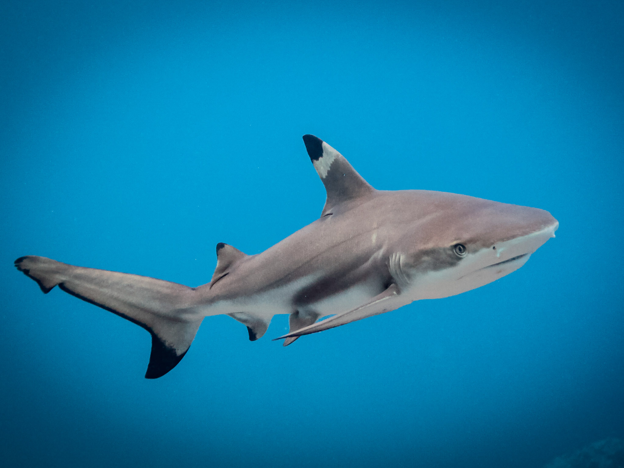 A blacktip reef shark circles the reef around Maya Bay