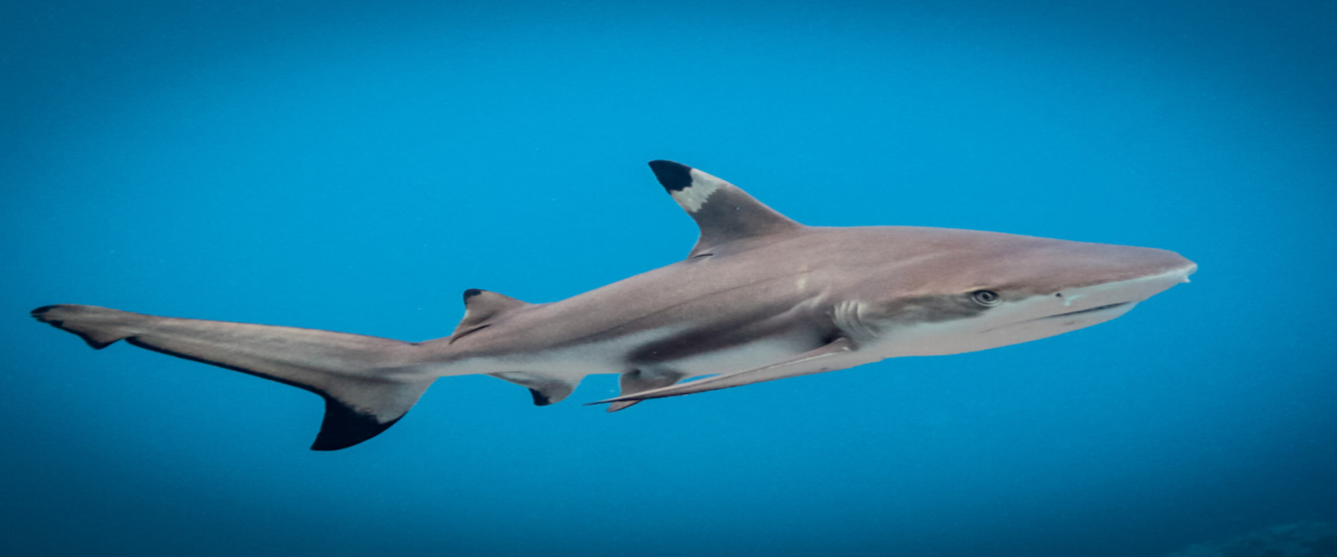 A blacktip reef shark swimming through the clear waters at Maya Bay