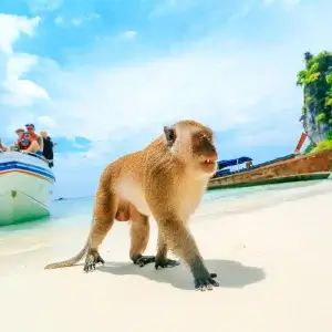 Monkey Beach in Phi Phi Island