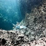 A blacktip reef shark glides through the phi phi islands