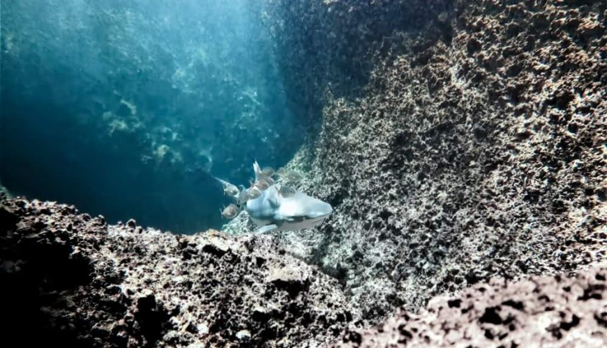 A blacktip reef shark glides through the phi phi islands