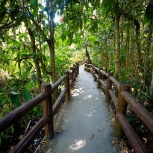 Thung Teao Forest Natural Park Simba Sea Trips