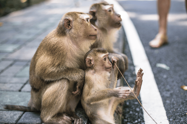 Monkey Hill Phuket Simba Sea Trips