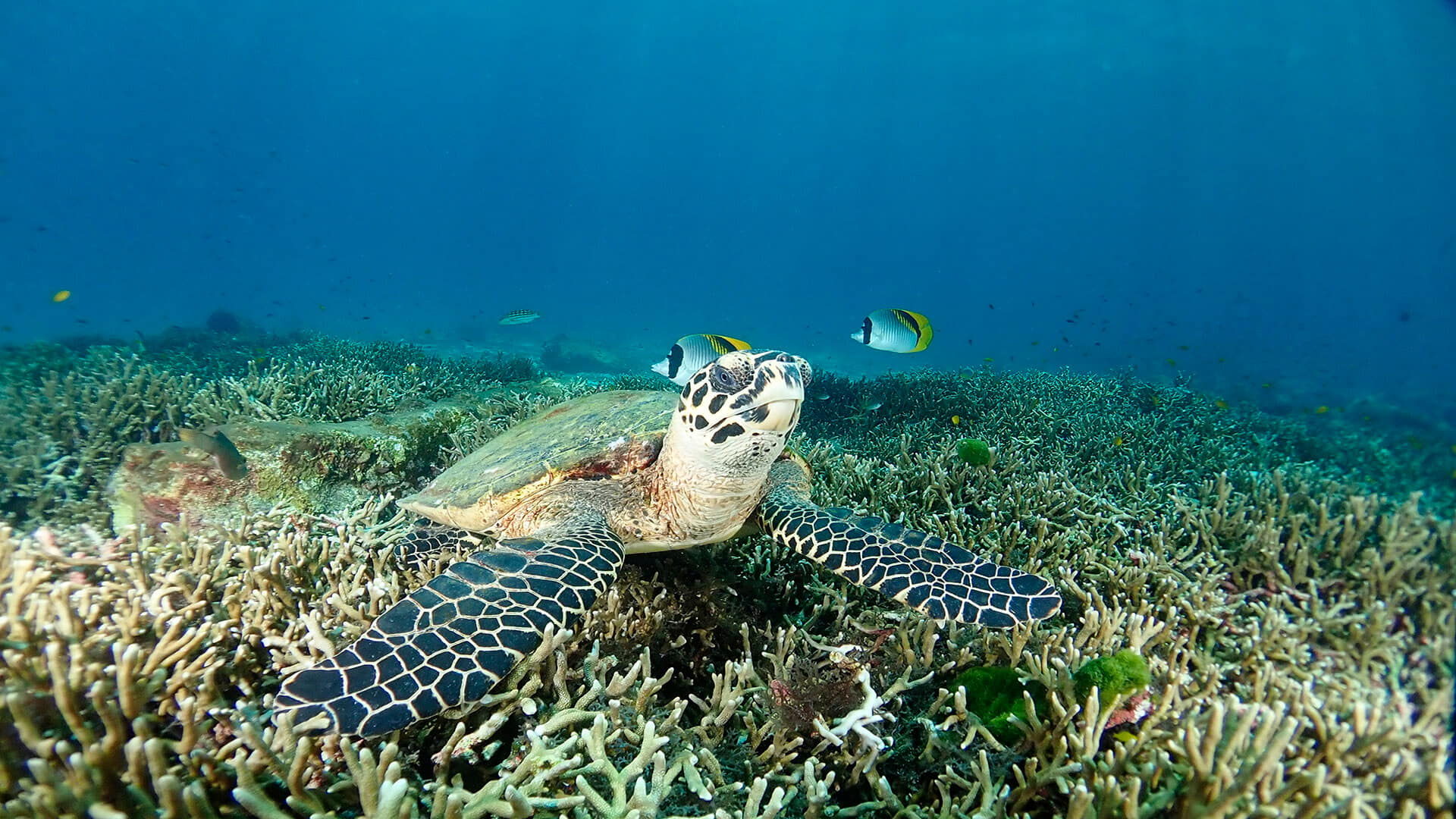 Diving Conditions