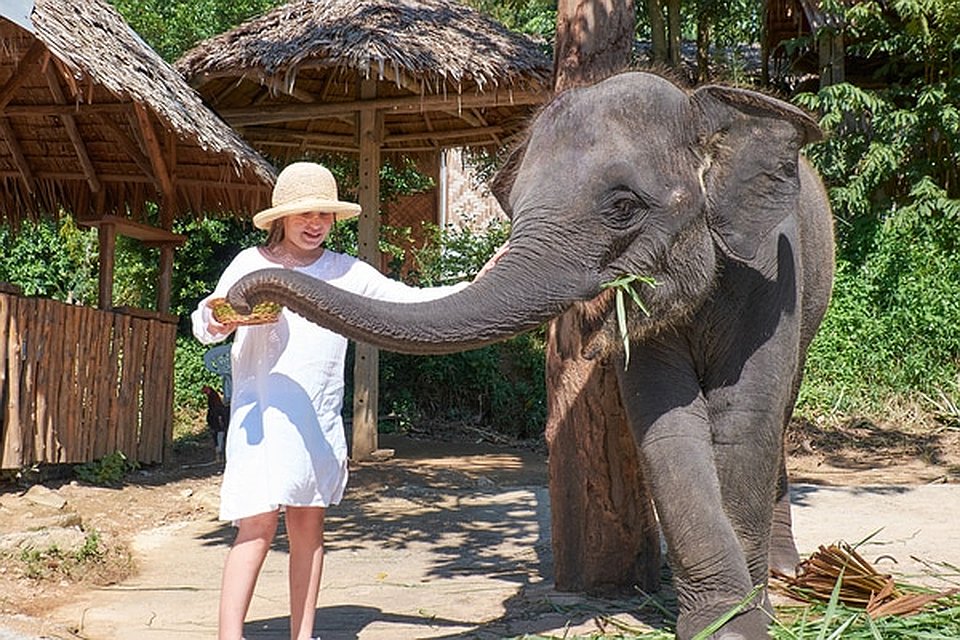 Elephant Ride in Phuket – The Controversy Simba Sea Trips