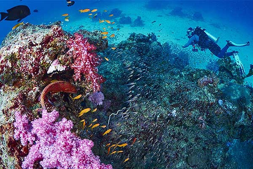 coral reef similan islands